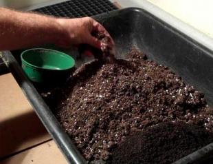Посадка тыквы на рассаду: когда сажать и как выращивать в домашних условиях Проверка семян на всхожесть