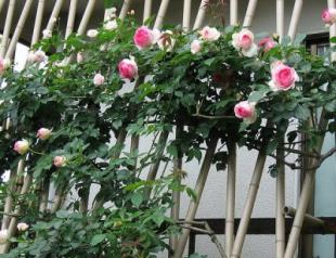 Важные тонкости обрезки роз Плетистая роза время цветения