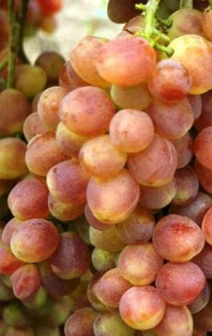 Сорт винограда Кеша- описание обрезка и уход